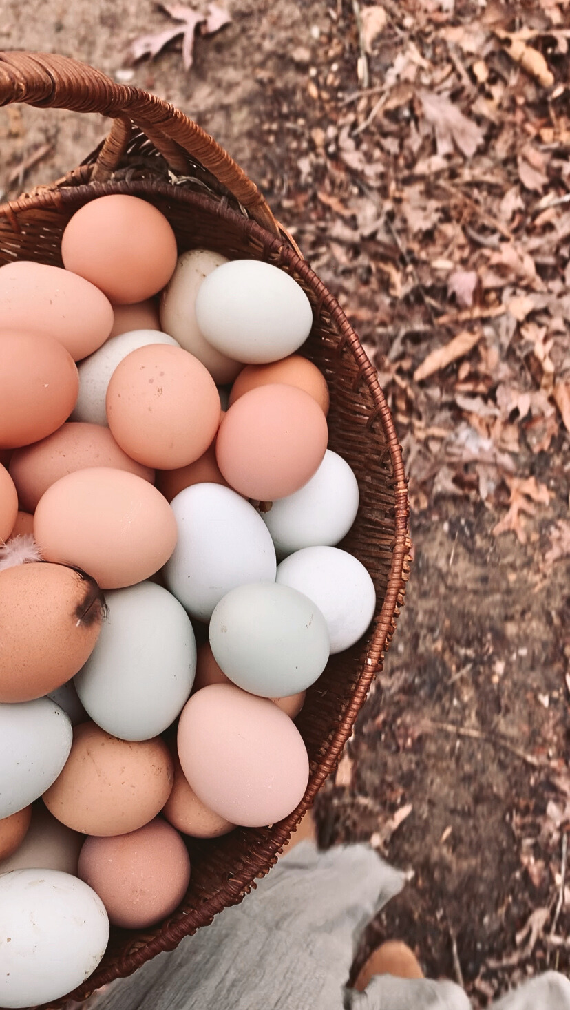 A basket of gathered eggs in the Humble Farm palette